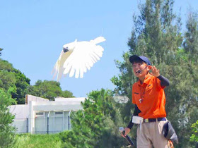 birds, Neo Park, Nago, Okinawa, show