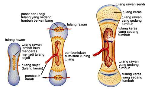 Proses pembentukan tulang/osifikasi