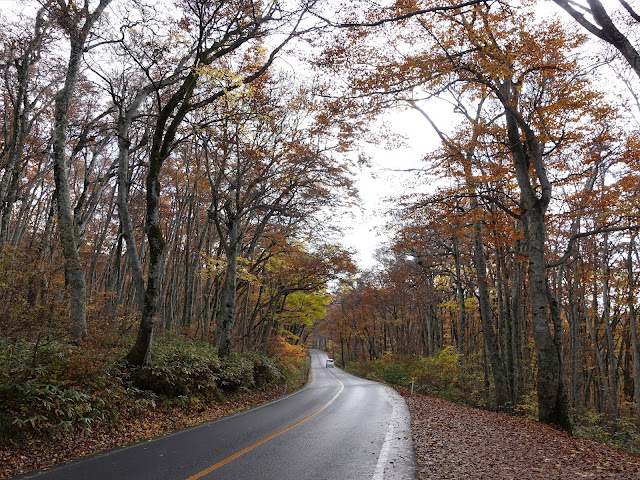 鳥取県道45号倉吉江府溝口線（大山環状道路）の紅葉