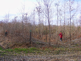 Foresters thinning naturally regenerated forest managed for timber production.  Indre et Loire, France. Photographed by Susan Walter. Tour the Loire Valley with a classic car and a private guide.