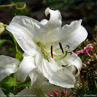 Lilium 'Casa Blanca' - Lilia orientalna