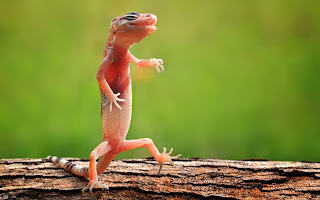 Funny Lizard