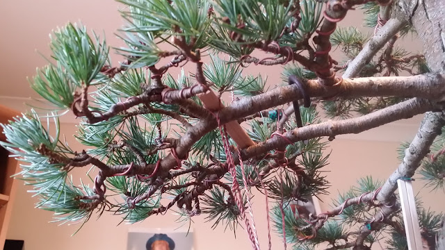 JWP bonsai, styling white pine bonsai, japanese white pine, bonsai, wiring bonsai, wiring pine