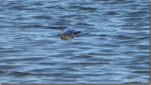 Pea Island NWR_044