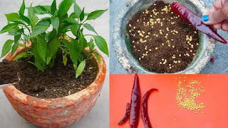अपने घर या गमले में हरी मिर्च का पौधा कैसे लगाएं