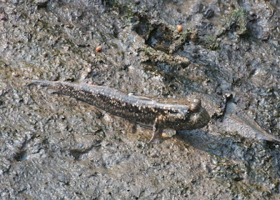 Yellow-spotted mudskipper (Periophthalmus walailakae)