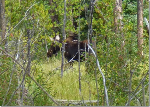 Moose near Kawuneeche Visitor Center, Rocky Mountain National Park