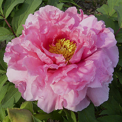 Пион 'Hanakisoi' / Пион 'Ханакисои' (Paeonia 'Hanakisoi')