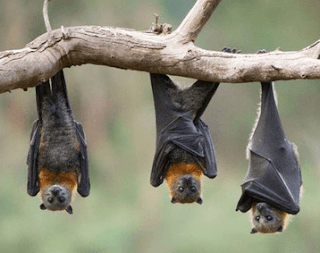 Snake, bat so causes the transmission of Corona Virus | GOLELY