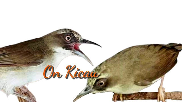 gambar burung opior paruh tebal / pleci timor jantan dan betina
