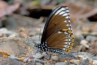 Papilio clytia f.papone