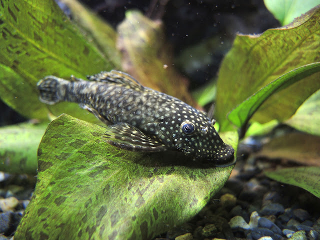 Parijs: het aquarium tropical in Palais de la porte Dorée