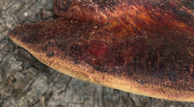 Beefsteak fungus, Fistulina hepatica, on a chestnut tree.  Farningham Wood,  2 October 2011.