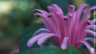 Familia Acantaceae - Justicia carnea