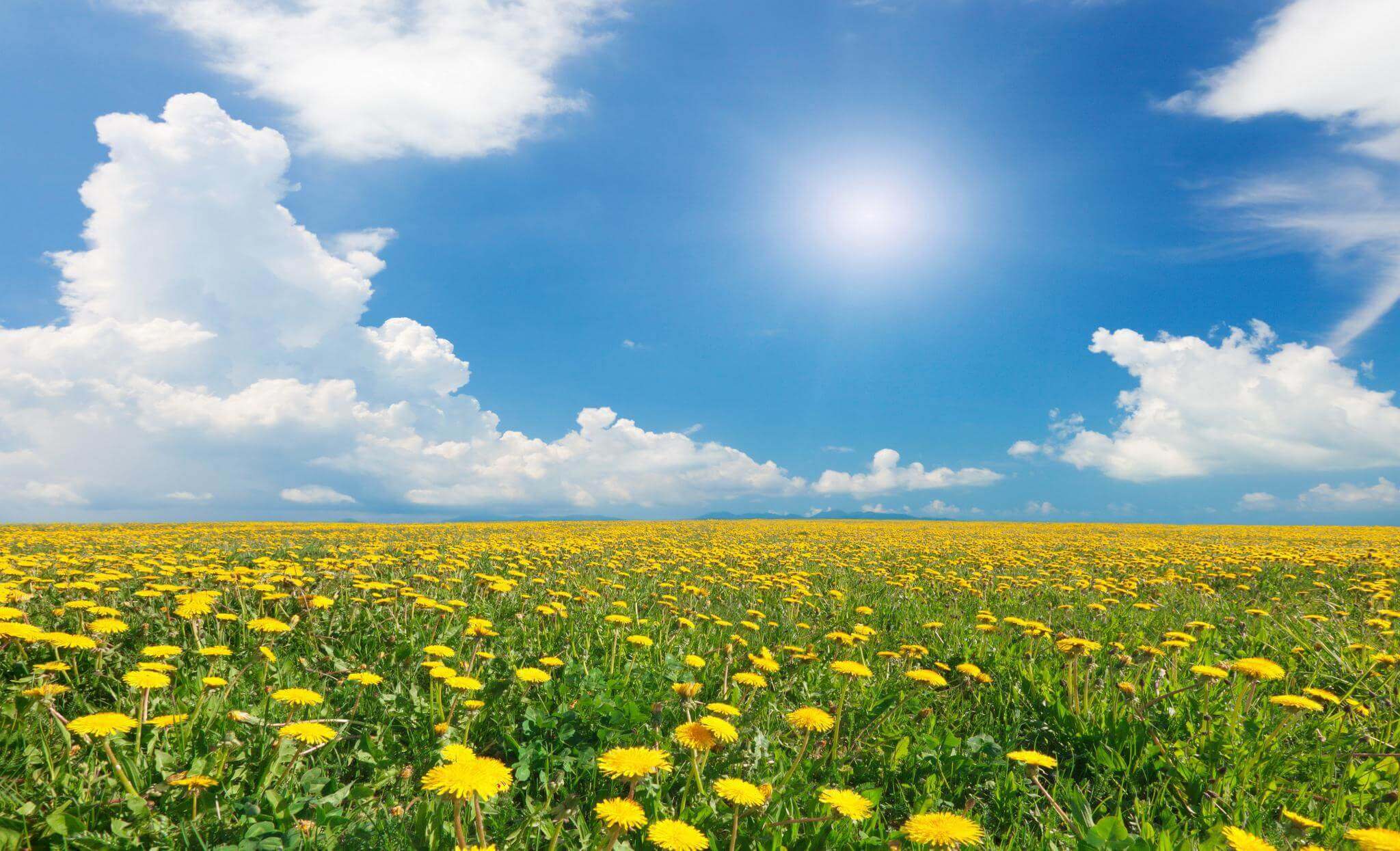 Яркое солнце, лето, весна, поле одуванчиков, голубое небо, облака, adandelion field 