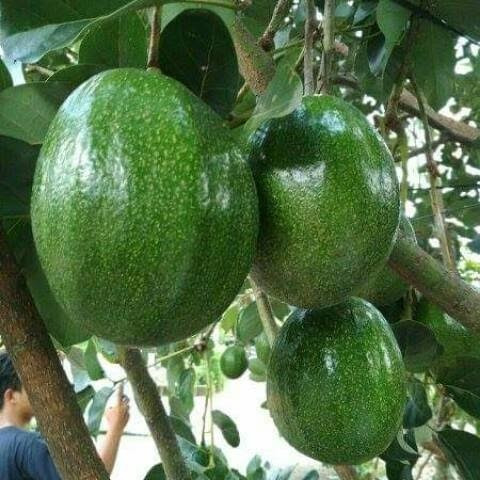 jual bibit buah cepat berbunga alpukat tanaman super genjah okulasi jenis tumbuhan unggul Kalimantan Selatan