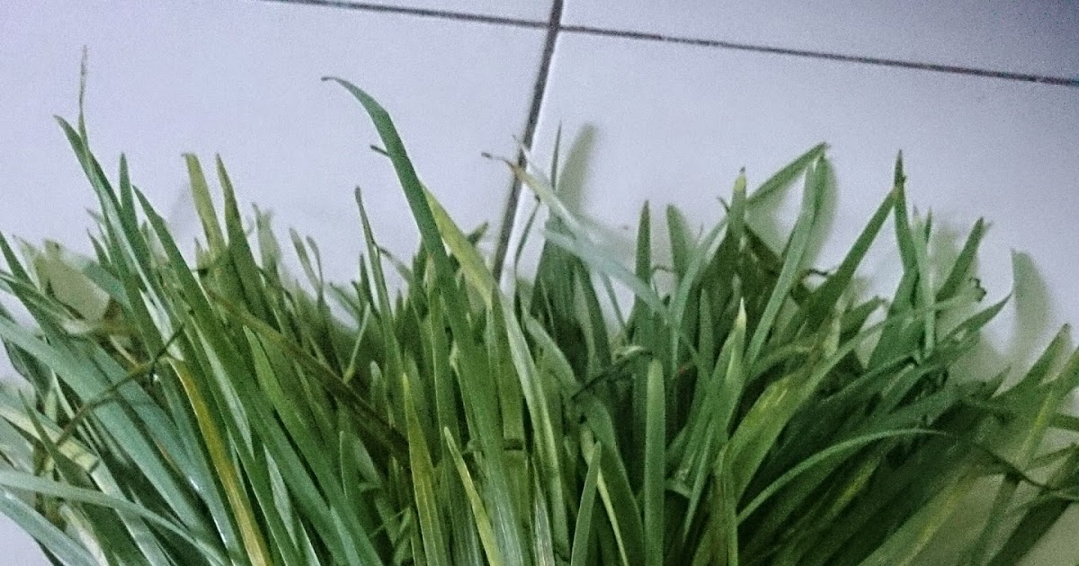 CARA MENANAM POKOK BAWANG KUCAI CINA ~ Kebun Di Belakang Rumah