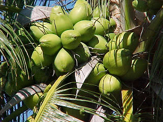 Fruit Alphabetical List - Coconut