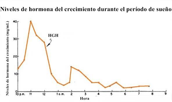 El período de sueño y su relación con la producción de hormona de crecimiento