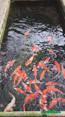 Nanyang Fish Farm Kulai