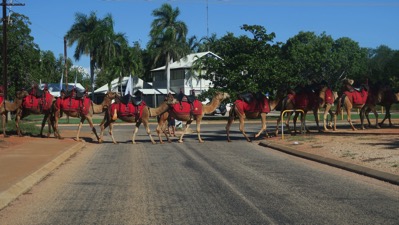 Camels on way to beach
