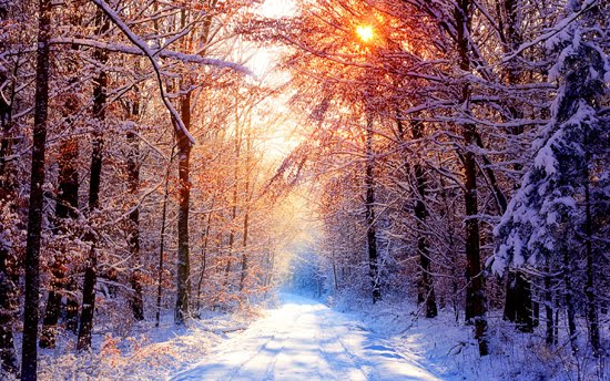 Winter nature photo