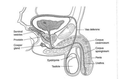ANATOMY & PHYSIOLOGY TERMINOLOGY-MALE REPRODUCTIVE SYSTEMS