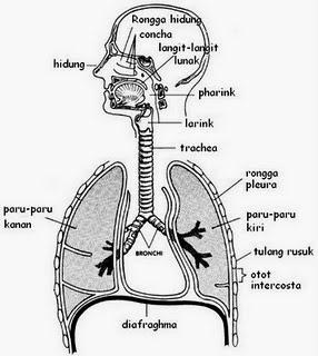 pengetahuan alam