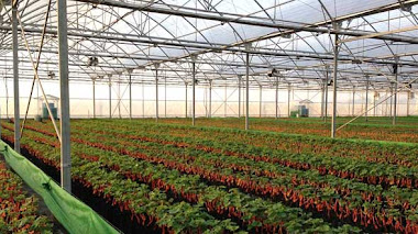 Vivero climatizado en Chincha espera producir 5 millones de plantones de uva