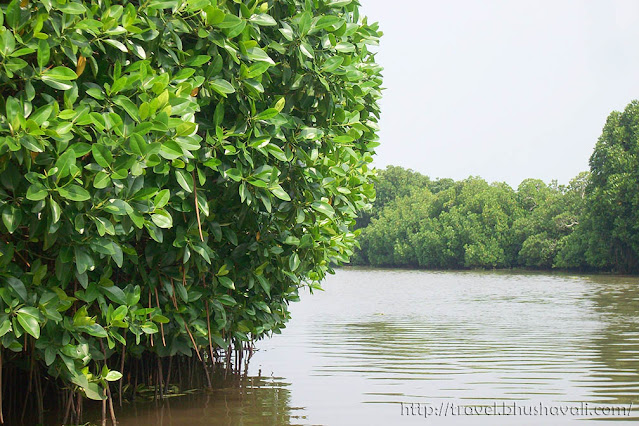 Pichavaram Mangrove Birds & Animals