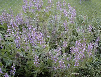 culinary sage, Salvia officinalis
