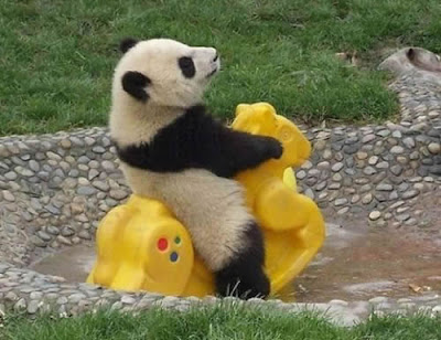 oso panda jugando