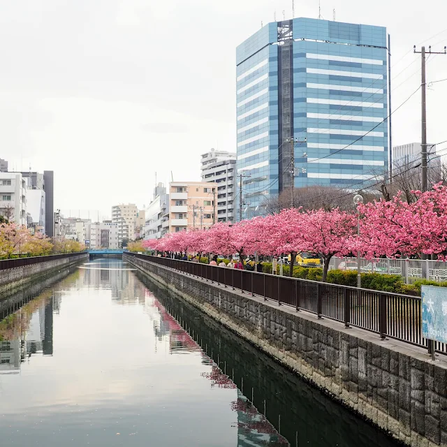 木場公園　大横川　河津桜　寒緋桜