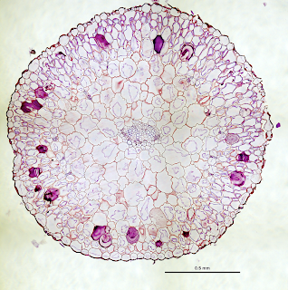 Veins, housed within the purple-stained mucilage deposits of this cross-section of a succulent Phemeranthus teretifolius leaf, are arranged in a ring shape that reduces the distance between veins and photosynthetic cells. Credit: Matt Ogburn  