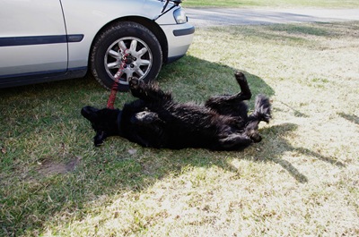 2011_0425Forshaga0023