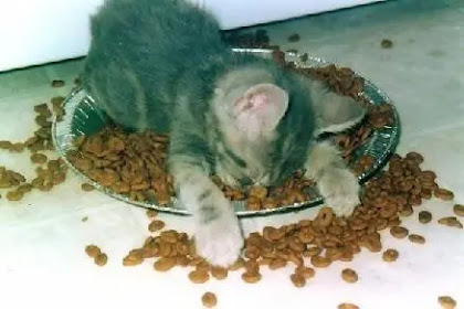 Penjelasan Singkat Cara Membuat Makanan Kucing Kering