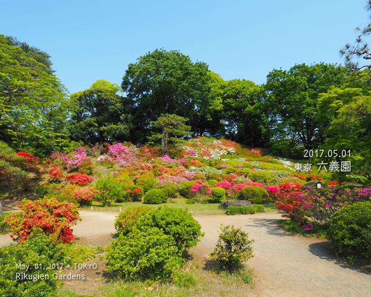 六義園のつつじが美しい！