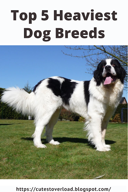 TOP 5 HEAVIEST DOG BREEDS