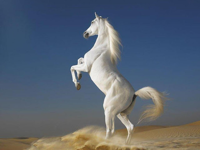 Beautiful Cute White Horse Pictures / Photos / Wallpapers / Running Horse