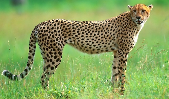 Ini 10 Fakta Menarik Tentang Cheetah  Hewan Tercepat Di 