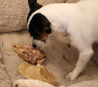 Louise with bone and chew toy