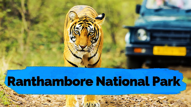 Ranthambore National Park Safari