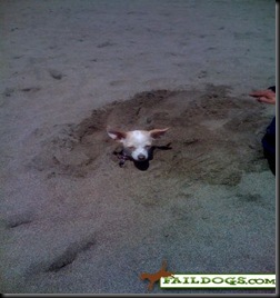 faildogs-gir
