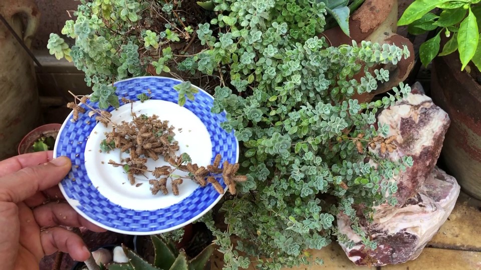 Growing oregano from seeds is cost-effective and allows you to choose from a variety of oregano types.
