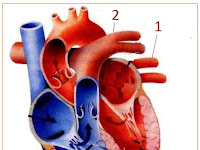 SOAL DASAR SYSTEM SIRKULASI 