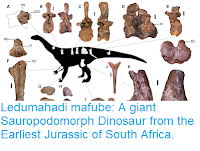 https://sciencythoughts.blogspot.com/2018/09/ledumahadi-mafube-giant-sauropodomorph.html