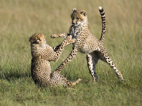 Masai Mara National Park Wild Animals - Cheetah Baby's Fight