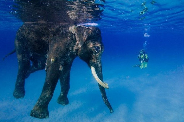 Gambar Gajah Berenang HD di Laut