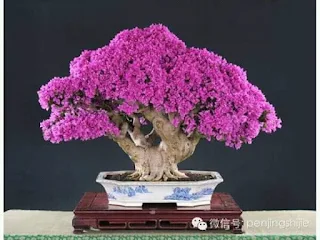 inspirasi sketsa bonsai bugenvil