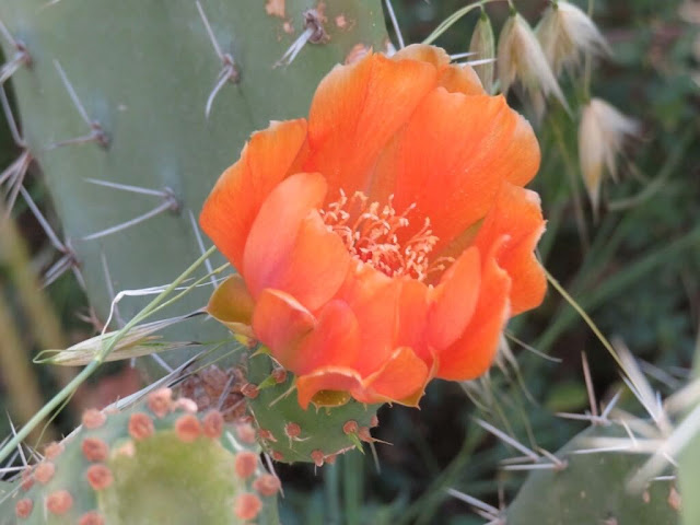 Figueira da Índia - Opuntia ficus-indica